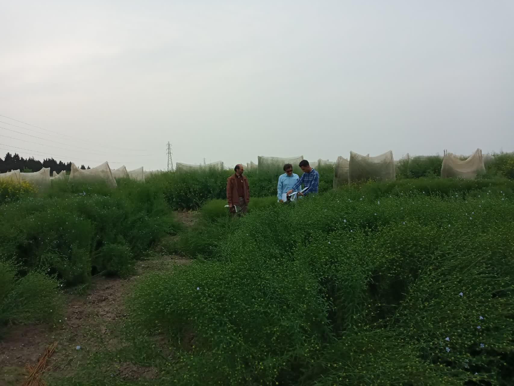 بازدید کارشناسان موسسه تحقیقات ثبت و گواهی بذر و نهال کشور